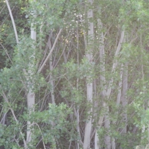 Populus deltoides at Greenway, ACT - 21 Nov 2016