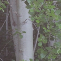 Populus deltoides at Greenway, ACT - 21 Nov 2016