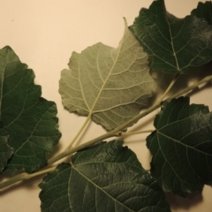 Populus deltoides at Greenway, ACT - 21 Nov 2016