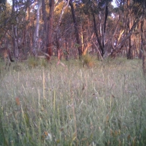 Macropus giganteus at Gungahlin, ACT - 26 Nov 2016