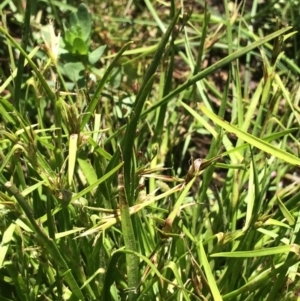 Schoenus latelaminatus at Molonglo River Reserve - 25 Nov 2016