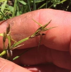 Schoenus latelaminatus at Molonglo River Reserve - 25 Nov 2016