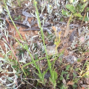 Wahlenbergia capillaris at Bungendore, NSW - 27 Nov 2016