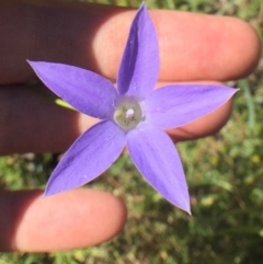 Wahlenbergia sp. at Bungendore, NSW - 27 Nov 2016 08:09 AM