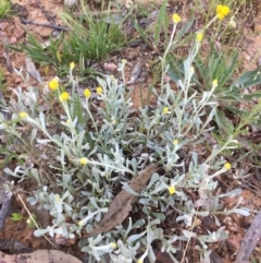 Chrysocephalum apiculatum (Common Everlasting) at Bungendore, NSW - 26 Nov 2016 by yellowboxwoodland
