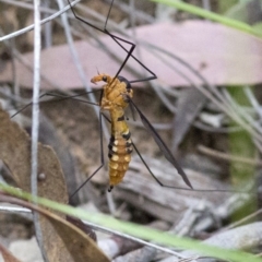 Leptotarsus (Leptotarsus) clavatus (A crane fly) at Acton, ACT - 27 Nov 2016 by JudithRoach