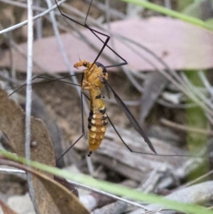 Leptotarsus (Leptotarsus) clavatus at Acton, ACT - 27 Nov 2016 07:30 AM