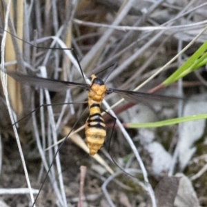 Leptotarsus (Leptotarsus) clavatus at Acton, ACT - 27 Nov 2016