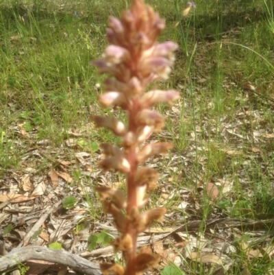 Orobanche minor (Broomrape) at Forde, ACT - 26 Nov 2016 by sybilfree