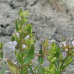 Mentha diemenica at Jerrabomberra, ACT - 27 Nov 2016