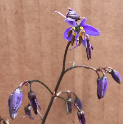 Dianella revoluta var. revoluta (Black-Anther Flax Lily) at Bungendore, NSW - 26 Nov 2016 by yellowboxwoodland