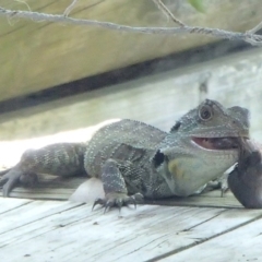 Intellagama lesueurii howittii (Gippsland Water Dragon) at Barragga Bay, NSW - 16 Nov 2016 by narelle