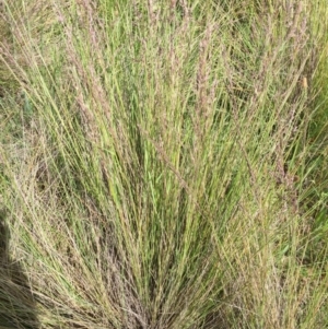 Poa sieberiana at Bungendore, NSW - 27 Nov 2016