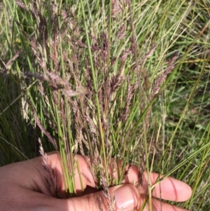 Poa sieberiana at Bungendore, NSW - 27 Nov 2016