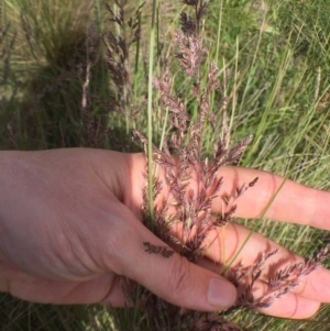 Poa sieberiana at Bungendore, NSW - 27 Nov 2016