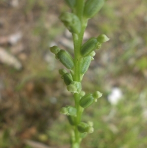 Microtis unifolia at Majura, ACT - suppressed