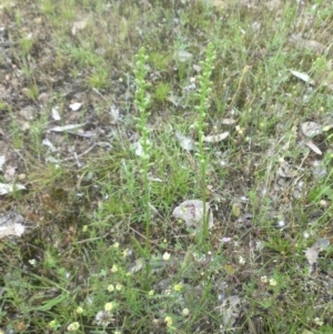 Microtis unifolia at Majura, ACT - suppressed