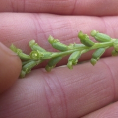 Microtis unifolia at Majura, ACT - suppressed