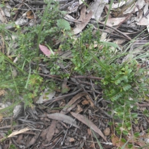 Bossiaea buxifolia at Majura, ACT - 27 Nov 2016 09:05 AM