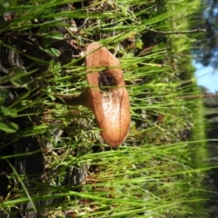 Lentinus arcularius at Coree, ACT - 5 Oct 2016