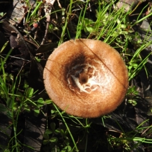 Lentinus arcularius at Coree, ACT - 5 Oct 2016