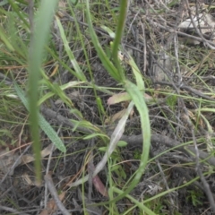 Wahlenbergia stricta subsp. stricta at Majura, ACT - 27 Nov 2016