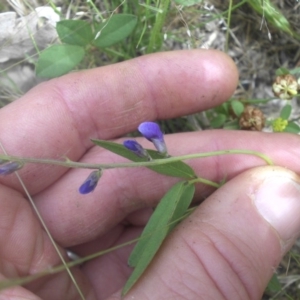 Glycine tabacina at Campbell, ACT - 27 Nov 2016