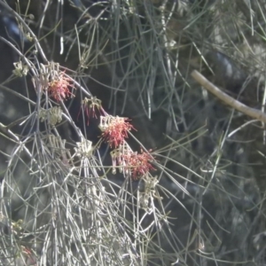 Amyema cambagei at Coree, ACT - 5 Oct 2016 10:52 AM