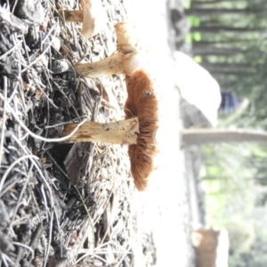 Agrocybe praecox group at Stromlo, ACT - 5 Oct 2016