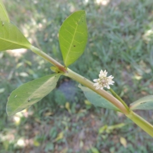 Alternanthera philoxeroides at Monash, ACT - 27 Nov 2016 01:21 PM