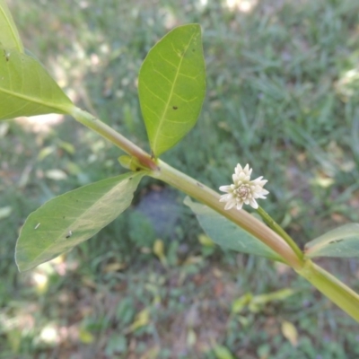 Alternanthera philoxeroides (Alligator Weed) at Tuggeranong Creek to Monash Grassland - 27 Nov 2016 by michaelb