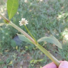 Alternanthera philoxeroides at Monash, ACT - 27 Nov 2016 01:21 PM