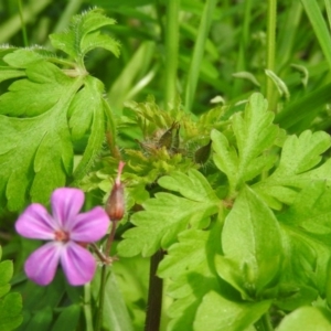 Geranium robertianum at Fadden, ACT - 6 Oct 2016 10:15 AM