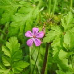 Geranium robertianum at Fadden, ACT - 6 Oct 2016 10:15 AM