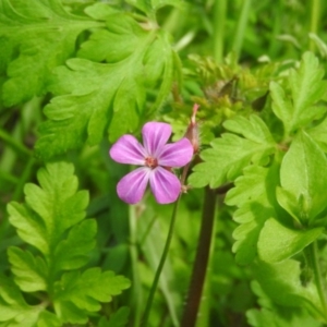 Geranium robertianum at Fadden, ACT - 6 Oct 2016 10:15 AM