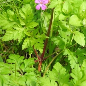 Geranium robertianum at Fadden, ACT - 6 Oct 2016 10:15 AM