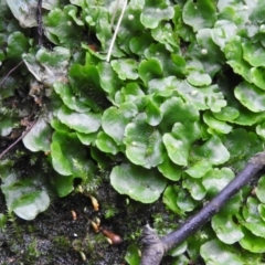 Lunularia cruciata (A thallose liverwort) at Fadden, ACT - 6 Oct 2016 by ArcherCallaway