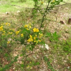 Genista monspessulana (Cape Broom, Montpellier Broom) at Fadden Hills Pond - 5 Oct 2016 by RyuCallaway