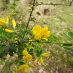 Genista monspessulana at Fadden, ACT - 6 Oct 2016