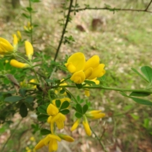 Genista monspessulana at Fadden, ACT - 6 Oct 2016