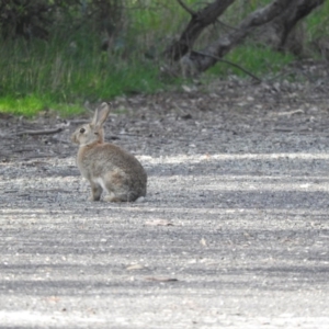 Oryctolagus cuniculus at Gilmore, ACT - 6 Oct 2016