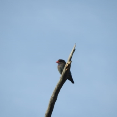 Eurystomus orientalis (Dollarbird) at Gilmore, ACT - 6 Oct 2016 by ArcherCallaway