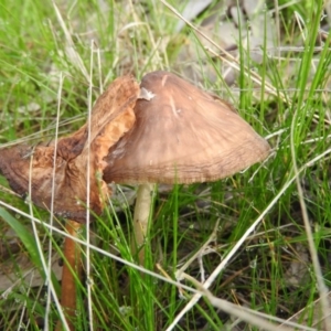 Oudemansiella gigaspora group at Fadden, ACT - 7 Oct 2016