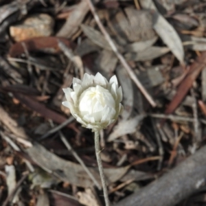 Leucochrysum albicans subsp. tricolor at Tuggeranong DC, ACT - 7 Oct 2016