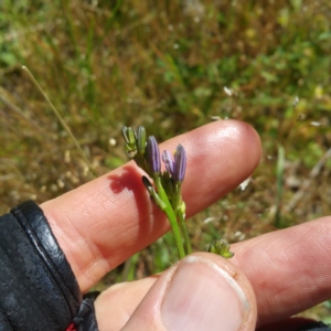 Caesia calliantha at Molonglo River Reserve - 25 Nov 2016