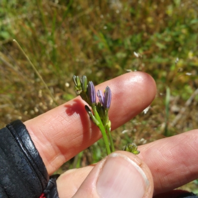 Caesia calliantha (Blue Grass-lily) at Belconnen, ACT - 25 Nov 2016 by RichardMilner