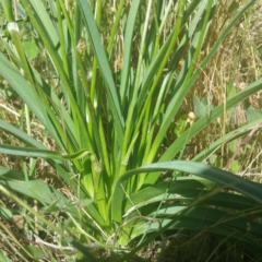 Caesia calliantha at Molonglo River Reserve - 25 Nov 2016