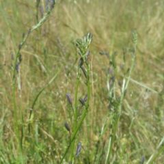 Caesia calliantha at Molonglo River Reserve - 25 Nov 2016