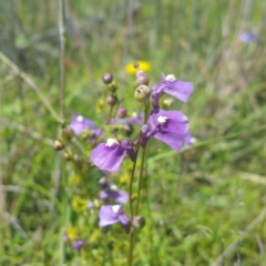 Utricularia dichotoma (Fairy Aprons, Purple Bladderwort) at Molonglo River Reserve - 25 Nov 2016 by RichardMilner