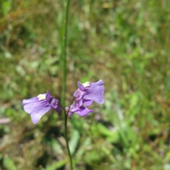 Utricularia dichotoma (Fairy Aprons, Purple Bladderwort) at Kama - 25 Nov 2016 by RichardMilner